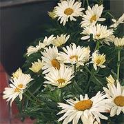 Broadway Lights&trade; Leucanthemum